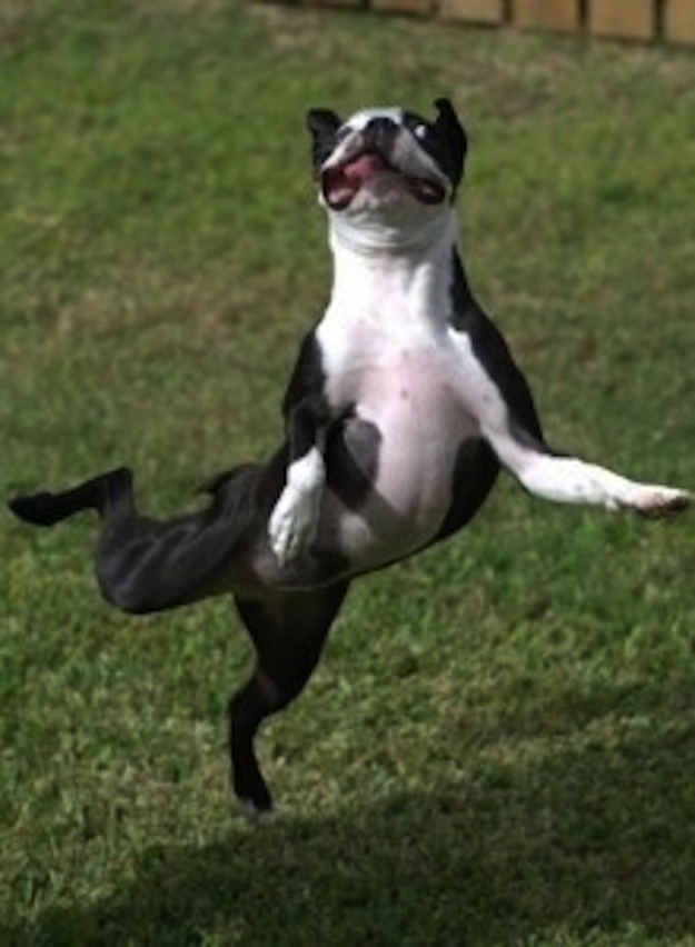 dog00