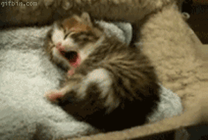cat11