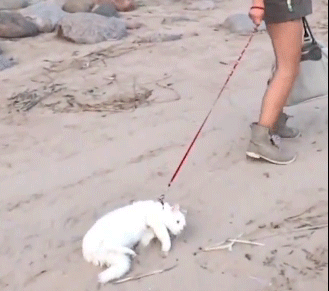 cat12