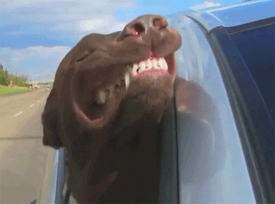 dog18