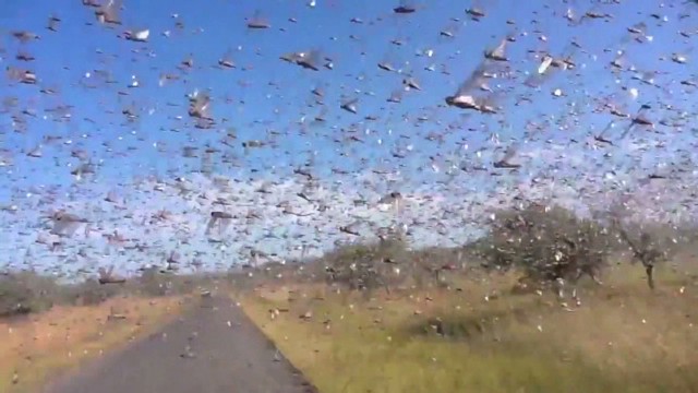 locusts-swarm-madagascar