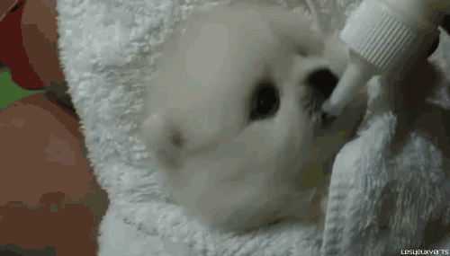 dog07