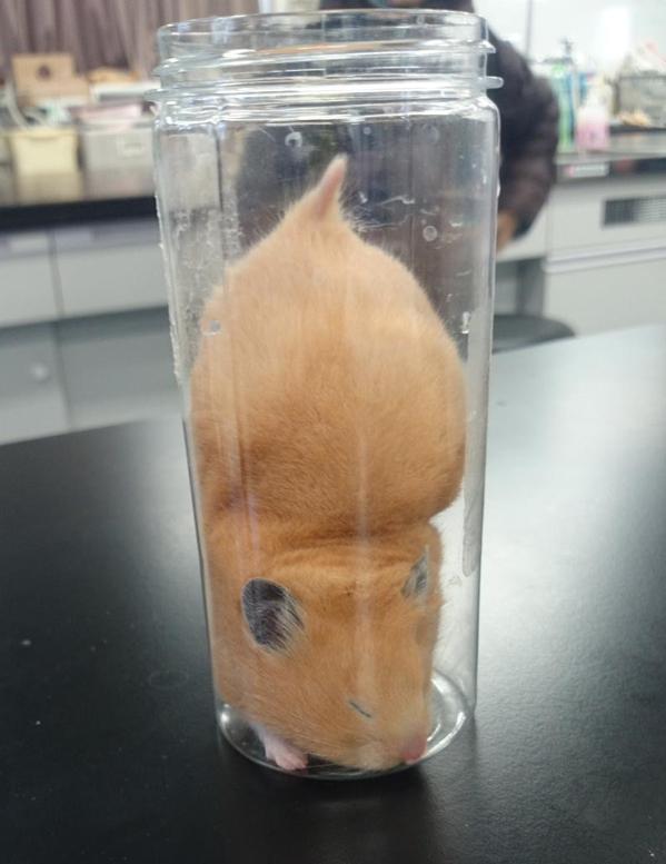 ham1