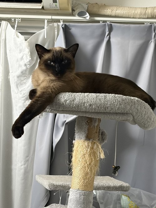 【朗報】ついに猫がワイのベッドで寝てくれる