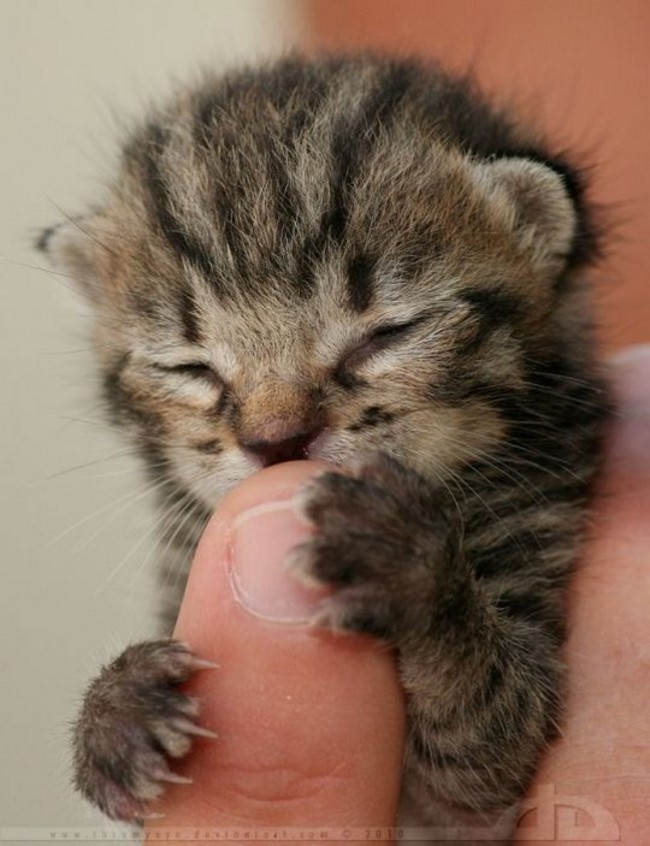 cat19