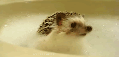 ハリネズミ速報 ハリネズミ速報