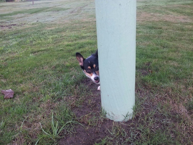 dog16