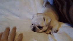 dog28