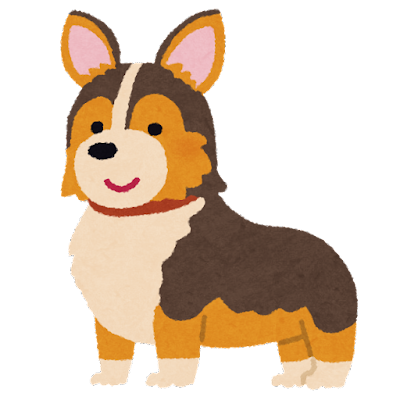 dog_corgi_tricolor