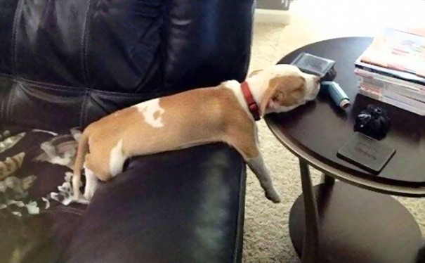 dog11