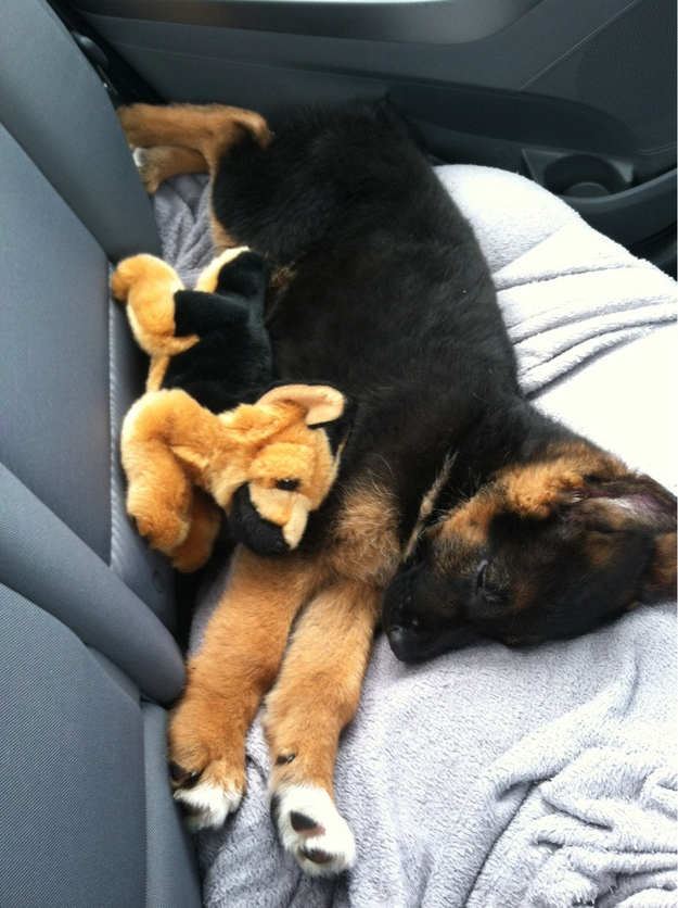 puppy01