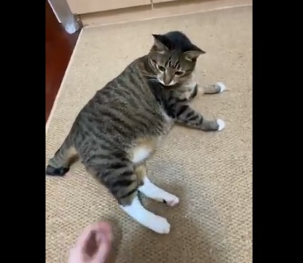 neko