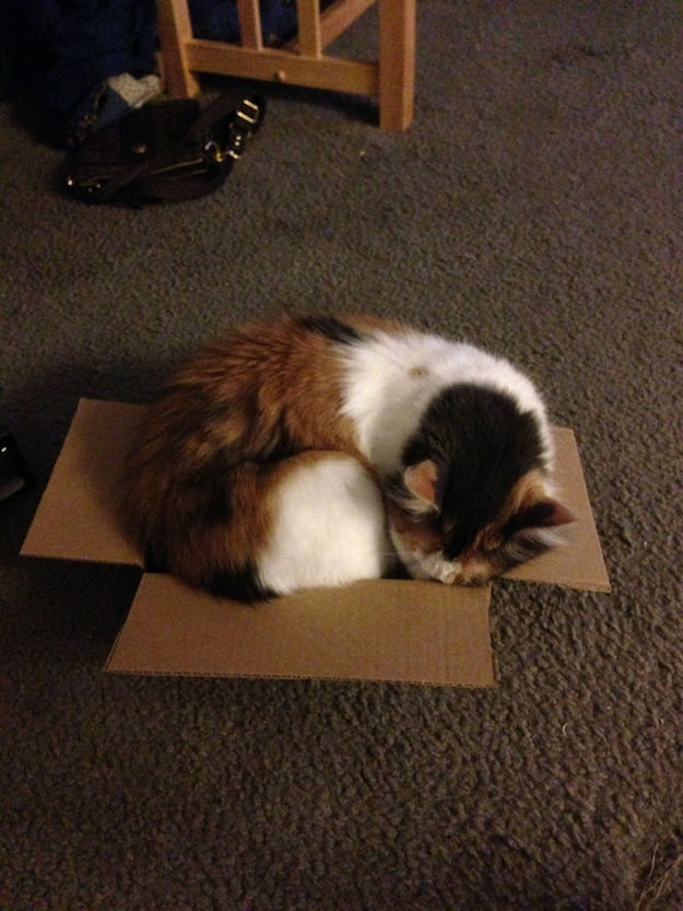 cat15