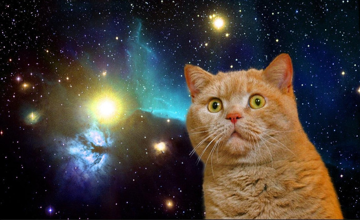 spacecat