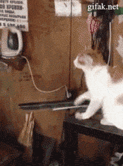 cat7