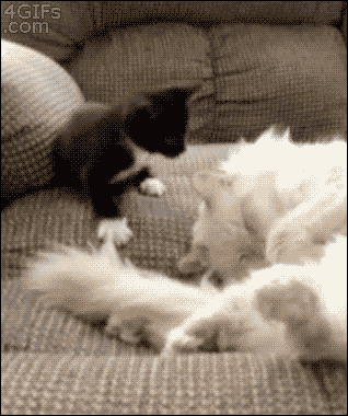 cat09