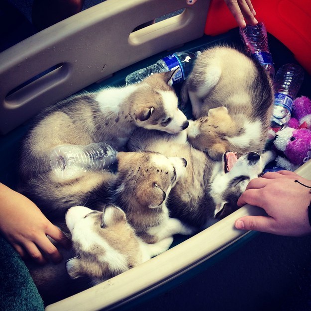 puppie07