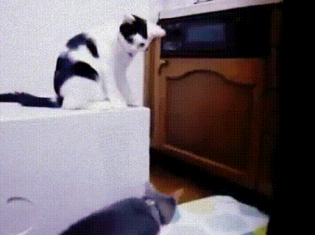 cat5