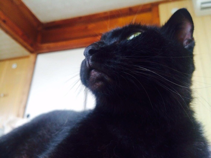 kuro34