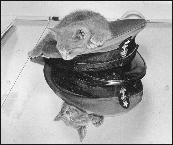 cat25