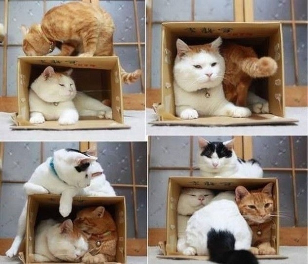 cat05