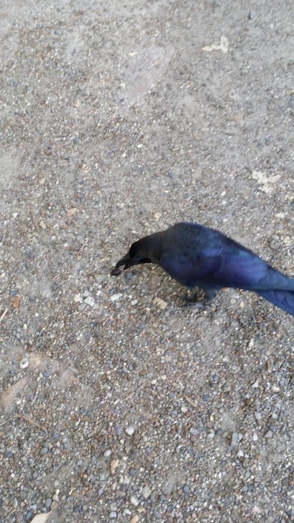 crow3