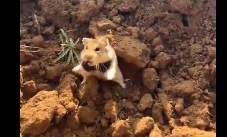 威嚇する野生のハムスター