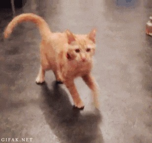 cat11