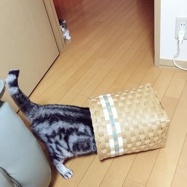neko1