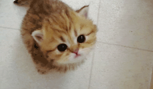 cat14