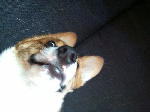 dog14