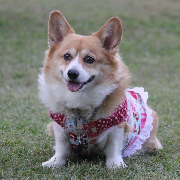 corg00
