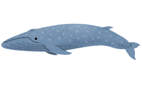 whale_01_shironagasukujira