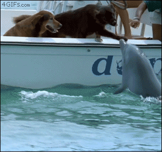 animal31