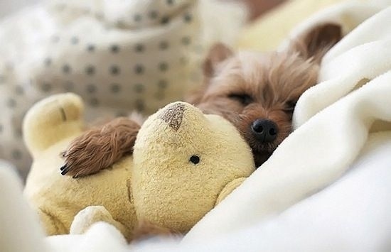 puppy03