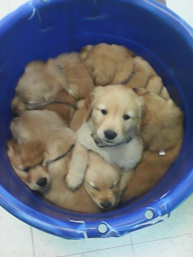 puppie13
