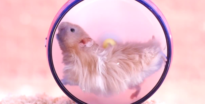 ham