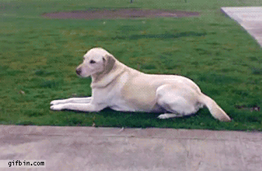 dog16