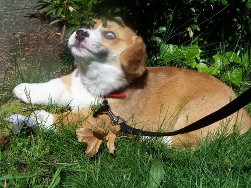 dog30