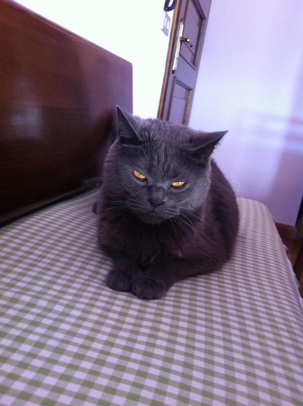 enhanced-buzz-10425-1396026040-18