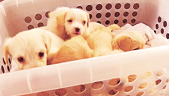 puppie02