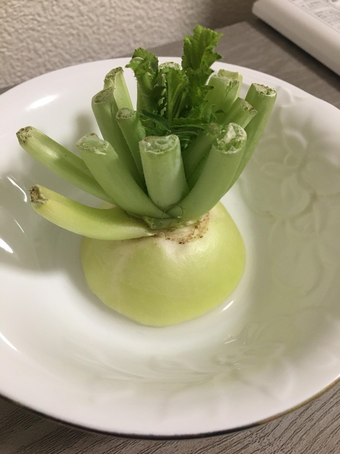 ワイの大根くん、すくすく成長中