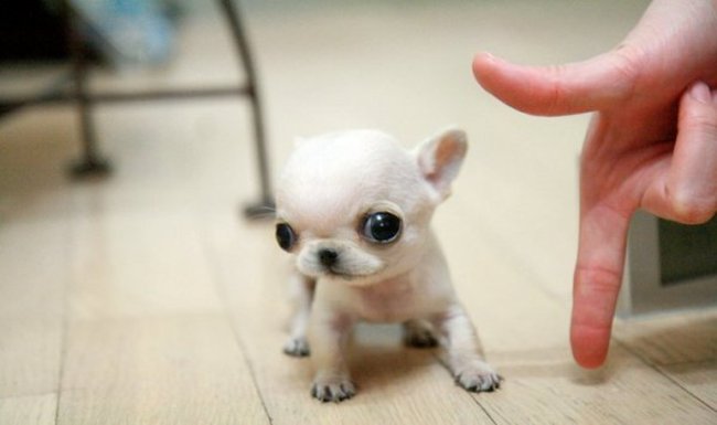 dog18