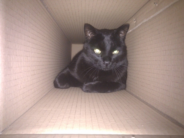 cat16