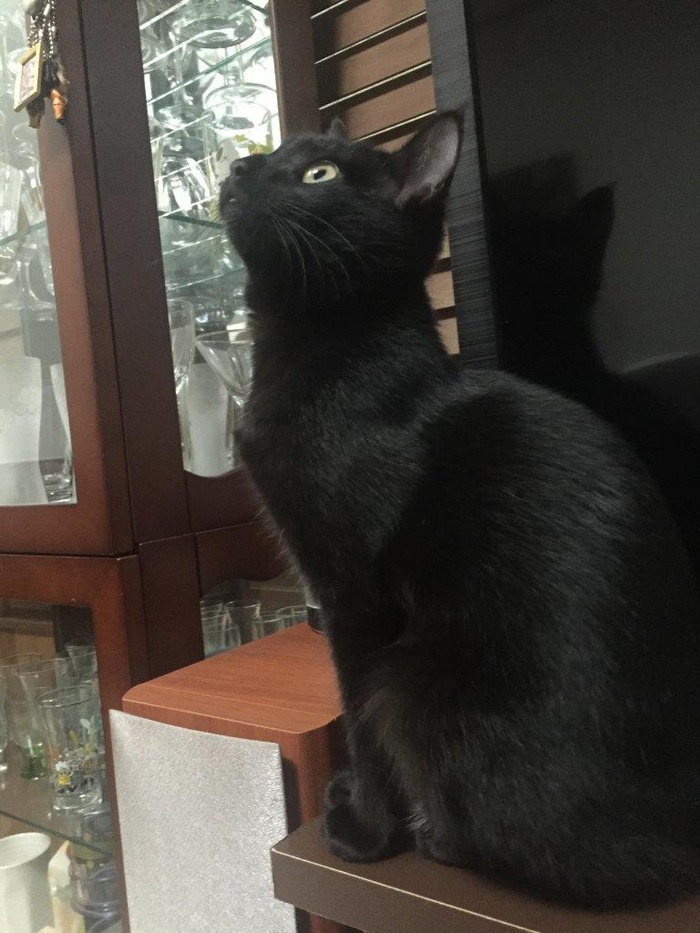 kuro38