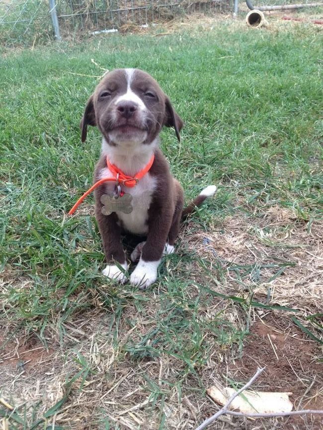 dog29
