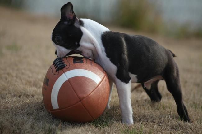 dog13