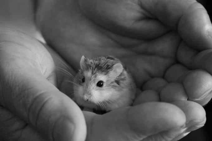 tiny_animal(31)
