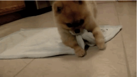 頑張れ日本のボトムエンド ネット史上最もかわいい動物たちのgif画像 頑張れ日本のボトムエンド ネット史上最もかわいい動物たちのgif画像