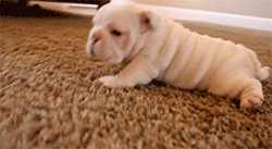 dog11